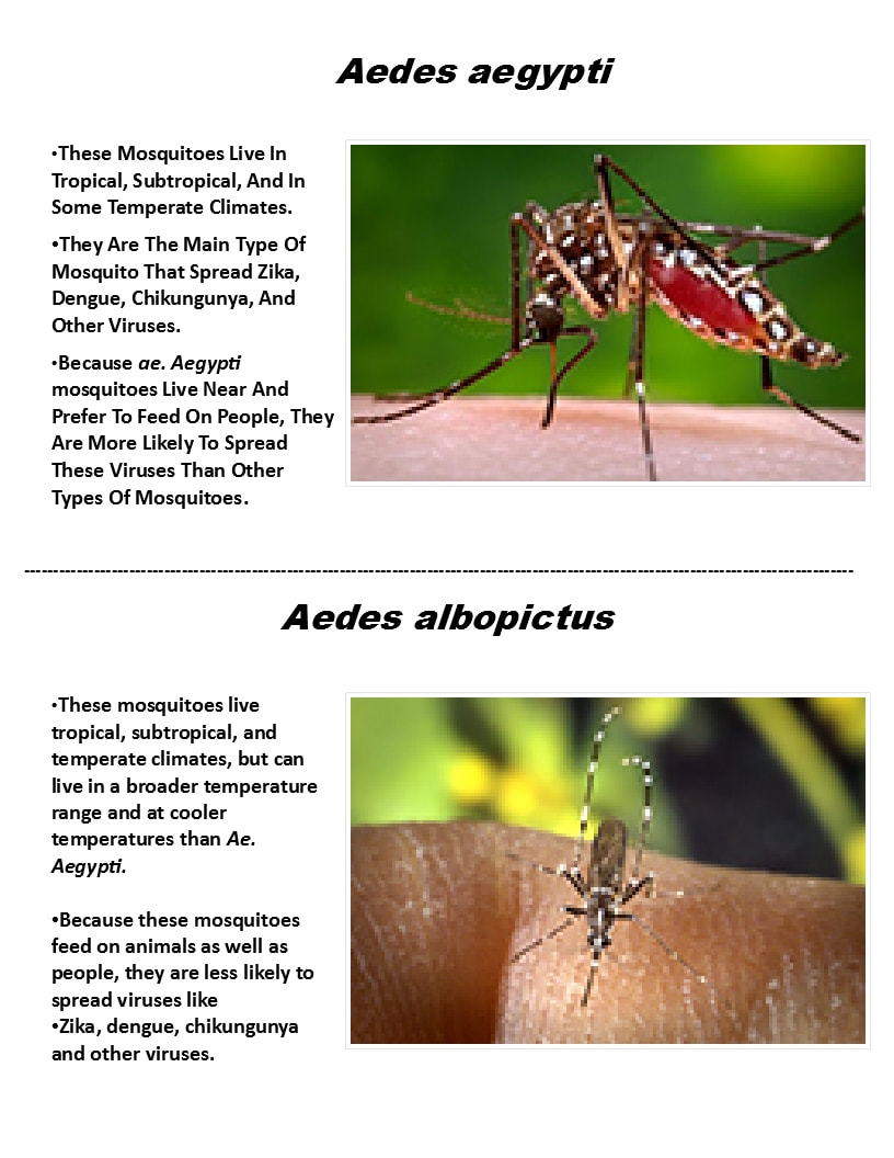 Comparison Between Aedes Aegypti And Aedes Albopictus Download Table ...